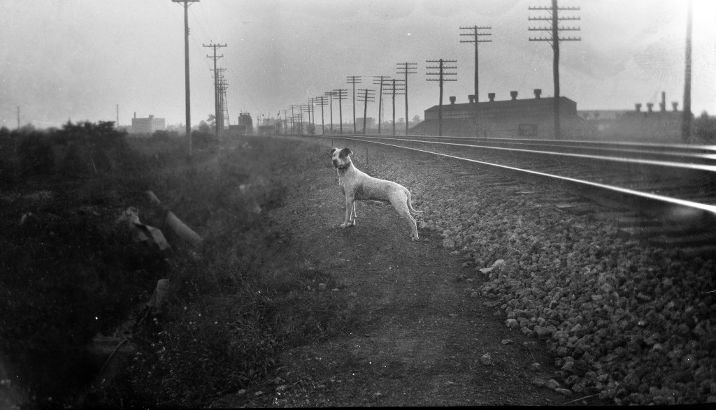 A bull terrier stands next to the railroad tracks near a steel plant.  1920s restored film negative, scanned.